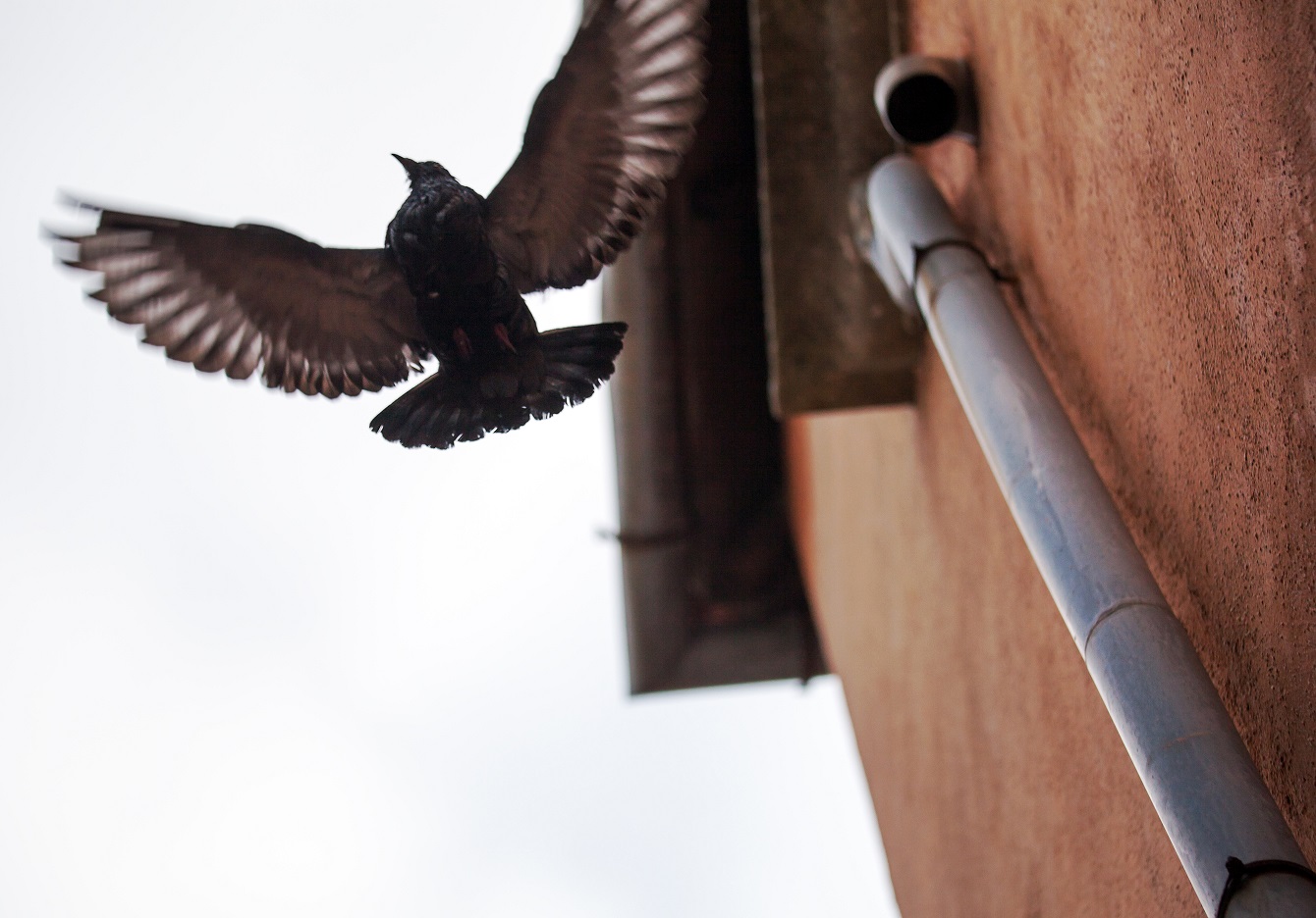 Jak przegonić gołębie z parapetu, balkonu, dachu, elewacji czy ogrodu?