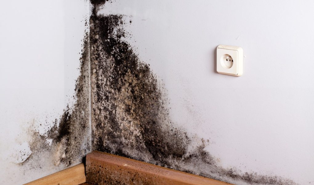 Dlaczego konieczne jest usuwanie grzyba ze ściany?