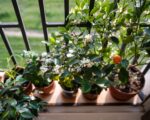 Kwiaty na balkon do donic