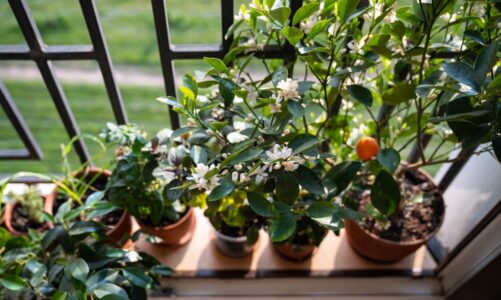 Kwiaty na balkon do donic? Rośliny na małą i dużą przestrzeń